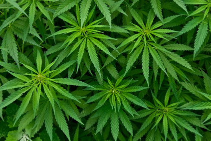 Marijuana Pictures, Drug Testing Advice